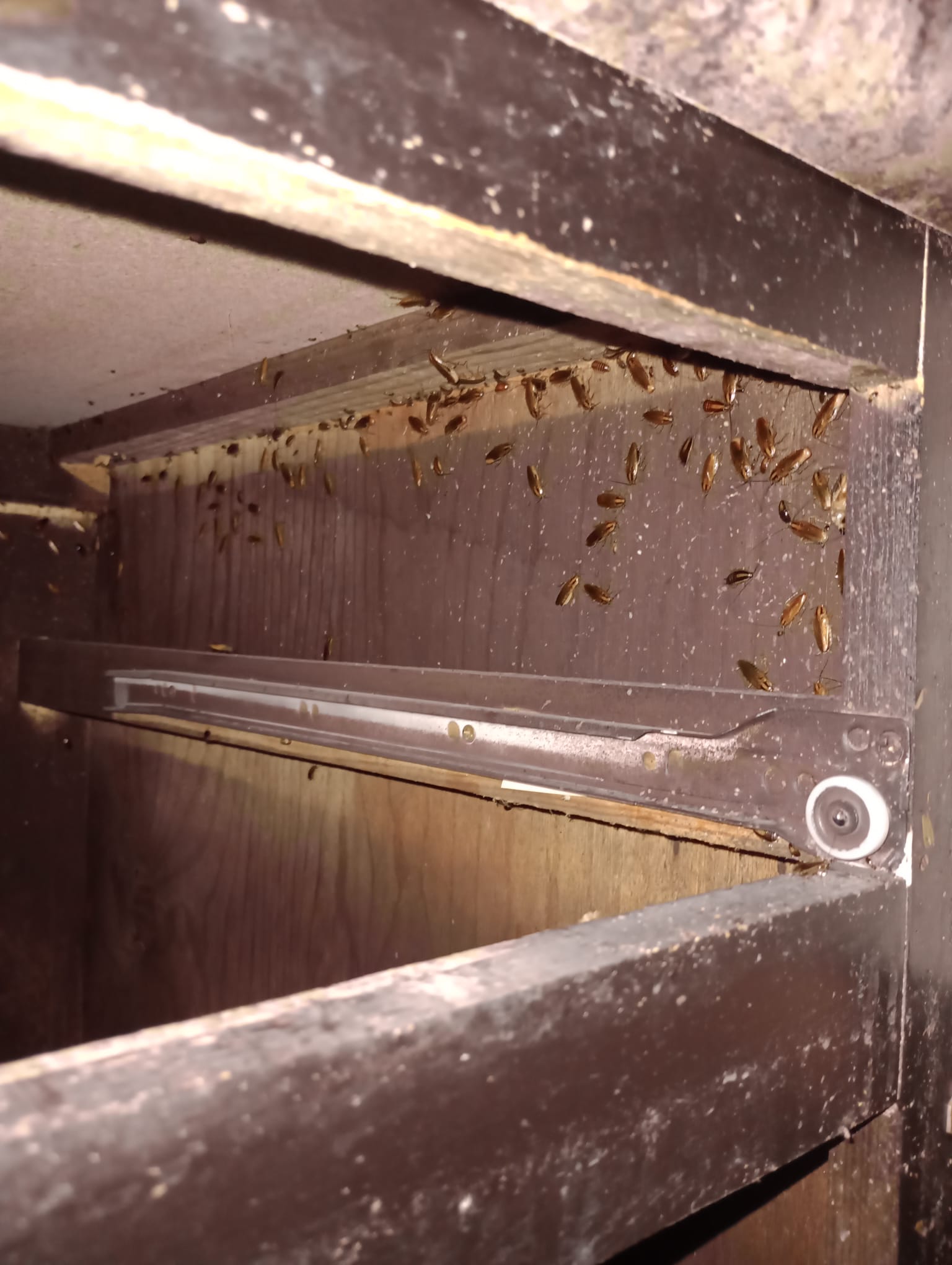 Área con presencia de plagas antes del servicio